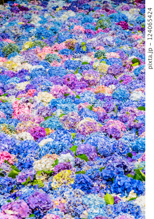 茨城 雨引観音 紫陽花の水中花 茨城 雨引観音 紫陽花の水中花 124065424