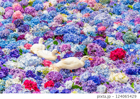 茨城 雨引観音　紫陽花の水中花 124065429