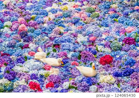 茨城 雨引観音 紫陽花の水中花 茨城 雨引観音 紫陽花の水中花 124065430