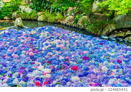 茨城 雨引観音　紫陽花の水中花 124065431