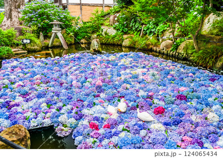茨城 雨引観音 紫陽花の水中花 茨城 雨引観音 紫陽花の水中花 124065434