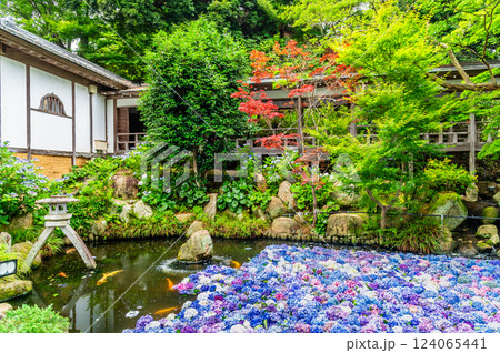 茨城 雨引観音 紫陽花の水中花 茨城 雨引観音 紫陽花の水中花 124065441