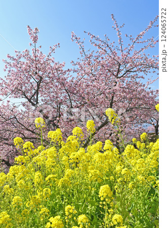 松田町の河津桜と菜の花 124065722