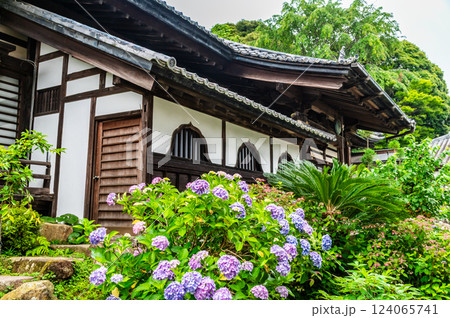 茨城 雨引観音　紫陽花の咲く奥の院 124065741