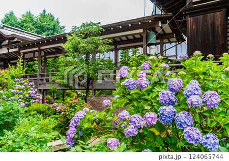 茨城 雨引観音 紫陽花の咲く境内 茨城 雨引観音 紫陽花の咲く境内 124065744