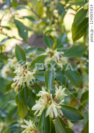 春の樒の花 春の樒の花 124065914