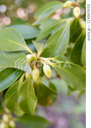 早春の樒の蕾 124065918