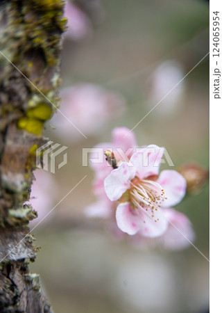 白い梅の花 124065954