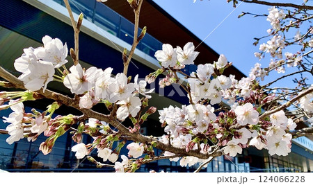 オトリバーサイドテラスを彩る満開の桜〈乙川河川緑地/愛知県岡崎市〉 124066228
