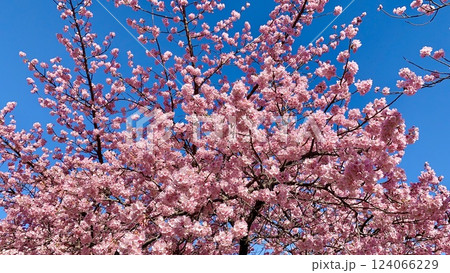 青空に映える満開の河津桜(葵桜)を見上げる〈乙川竹橋下流左岸/愛知県岡崎市〉 青空に映える満開の河津桜(葵桜)を見上げる〈乙川竹橋下流左岸/愛知県岡崎市〉 124066229