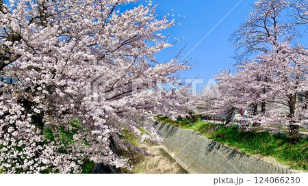 青空に映える満開の桜並木〈伊賀川桜堤/愛知県岡崎市〉 124066230