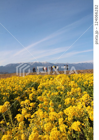 琵琶湖の菜の花畑と積雪した比良山系 琵琶湖の菜の花畑と積雪した比良山系 124066282