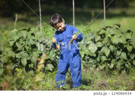 畑で収穫する男の子 124066434
