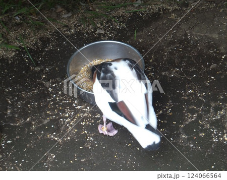 餌を食べるツクシガモ 124066564