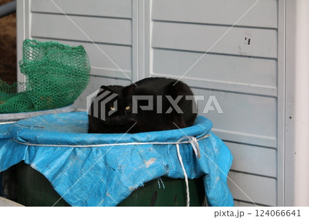 瀬戸内の島の猫 124066641