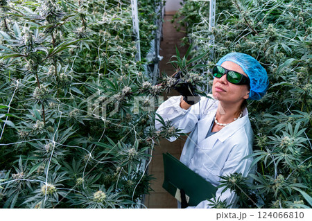 Technician measures and assesses cannabis plants in a medical marijuana cultivation facility. Technician measures and assesses cannabis plants in a medical marijuana cultivation facility. 124066810