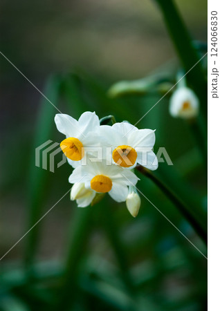 水仙 水仙 124066830