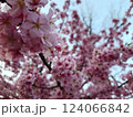 先春告げる桜空 124066842
