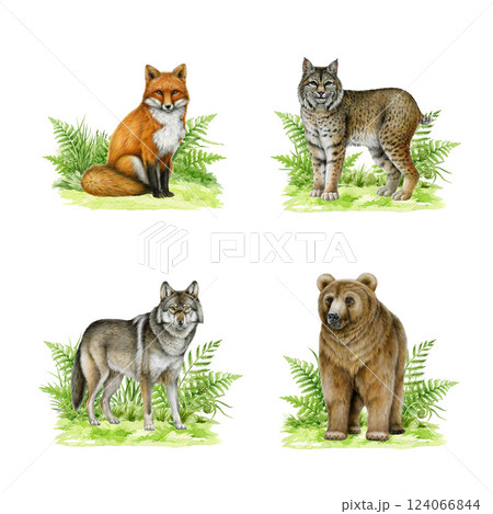 Wildlife forest animals on grassy ground illustration painted set. Hand drawn vintage style watercolor illustration. Grey wolf, grizzly bear, red fox, lynx on green grassy ground collection Wildlife forest animals on grassy ground illustration painted set. Hand drawn vintage style watercolor illustration. Grey wolf, grizzly bear, red fox, lynx on green grassy ground collection 124066844