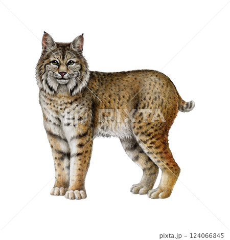 Lynx wild feline animal painted illustration. Hand drawn bobcat North America native wildlife forest animal on white background. Lynx rufus wildcat woodland mammal vintage style illustration 124066845