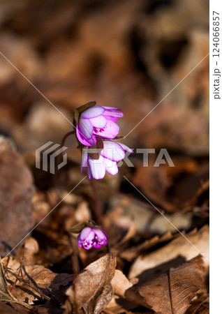 雪割草 ピンク 雪割草 ピンク 124066857