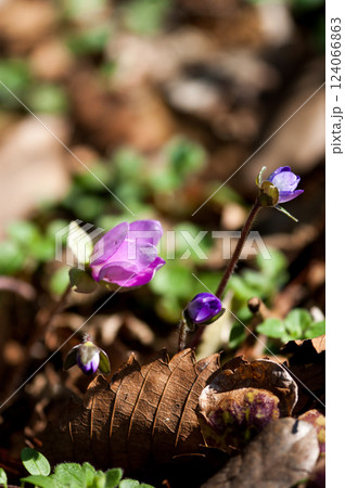 雪割草 ピンク 雪割草 ピンク 124066863