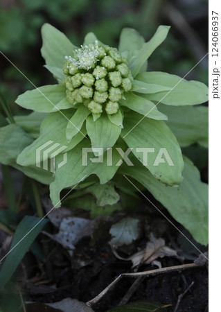 自然　植物　フキ、雌雄異株の野草。こちらは雄株、雄株の花茎は二十センチほどの高さで枯れてしまいます 124066937