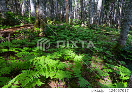 南アルプス・千枚岳・駒鳥池付近の原生林 124067017