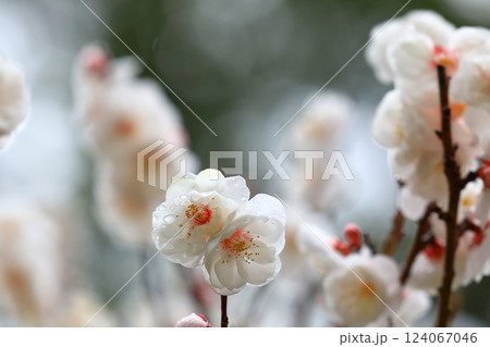 咲き始めた梅の花 124067046