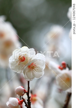 咲き始めた梅の花 咲き始めた梅の花 124067048