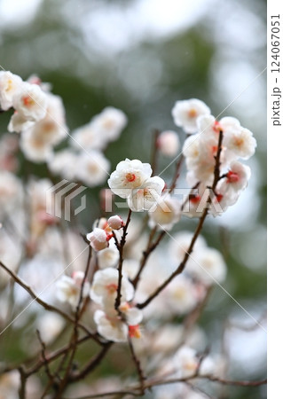 咲き始めた梅の花 咲き始めた梅の花 124067051