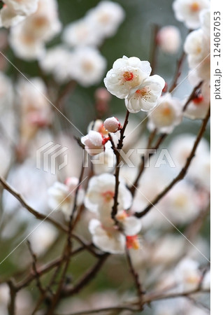 咲き始めた梅の花 咲き始めた梅の花 124067053