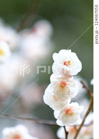 咲き始めた梅の花 咲き始めた梅の花 124067058