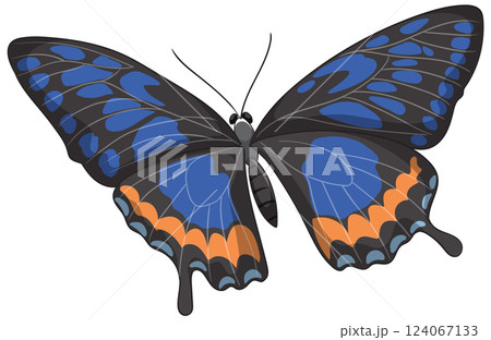 Vibrant Butterfly with Blue and Orange Wings 124067133