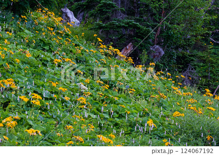 マルバダケブキ咲く南アルプス・千枚岳小屋付近の原生林 124067192