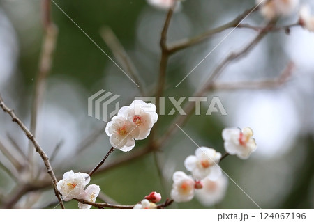 咲き始めた梅の花 124067196