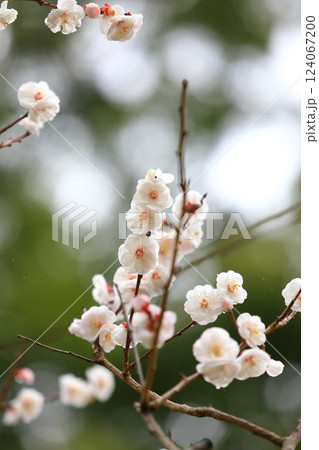 咲き始めた梅の花 124067200
