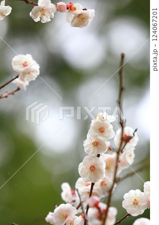 咲き始めた梅の花 咲き始めた梅の花 124067201