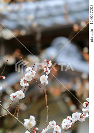咲き始めた梅の花 咲き始めた梅の花 124067208
