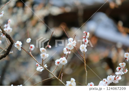 咲き始めた梅の花 124067209