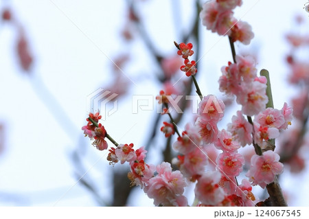 咲き始めた梅の花 咲き始めた梅の花 124067545