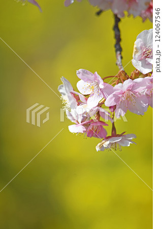 松田町の河津桜と菜の花 松田町の河津桜と菜の花 124067546