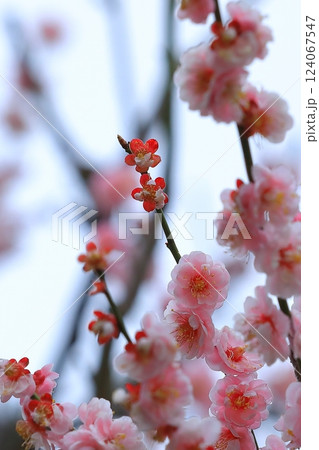 咲き始めた梅の花 咲き始めた梅の花 124067547