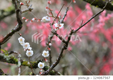 咲き始めた梅の花 124067567