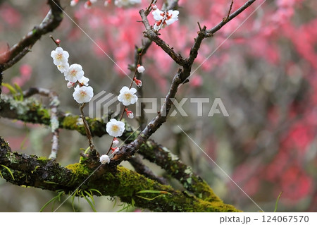 咲き始めた梅の花 124067570
