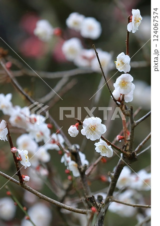 咲き始めた梅の花 124067574
