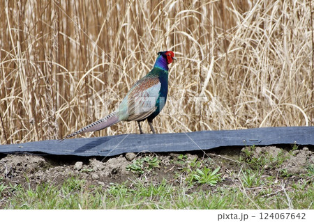 キジ pheasant / Japan キジ pheasant / Japan 124067642