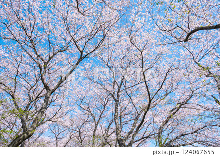 満開の桜（権現堂桜堤にて） 124067655