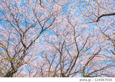 満開の桜（権現堂桜堤にて） 124067656