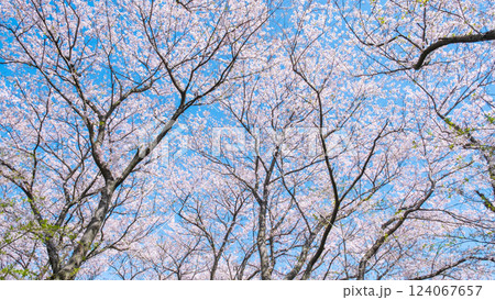 満開の桜（権現堂桜堤にて） 124067657